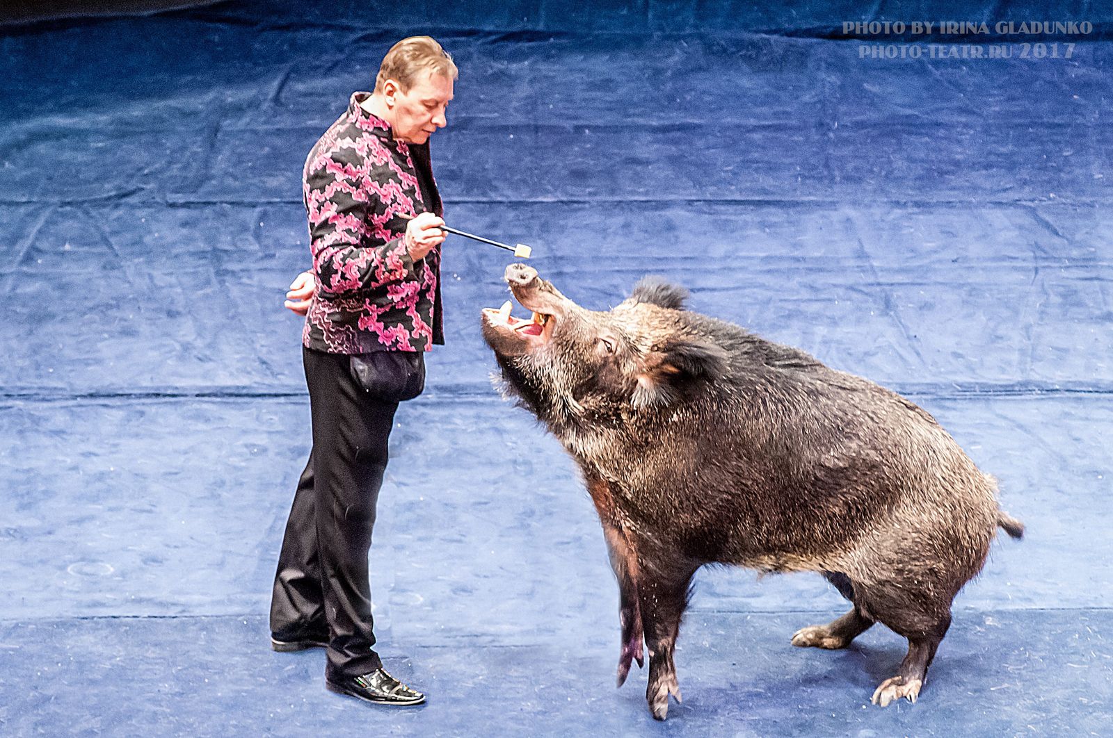 Boars. - My, Boar, Circus, , , Longpost, Pig