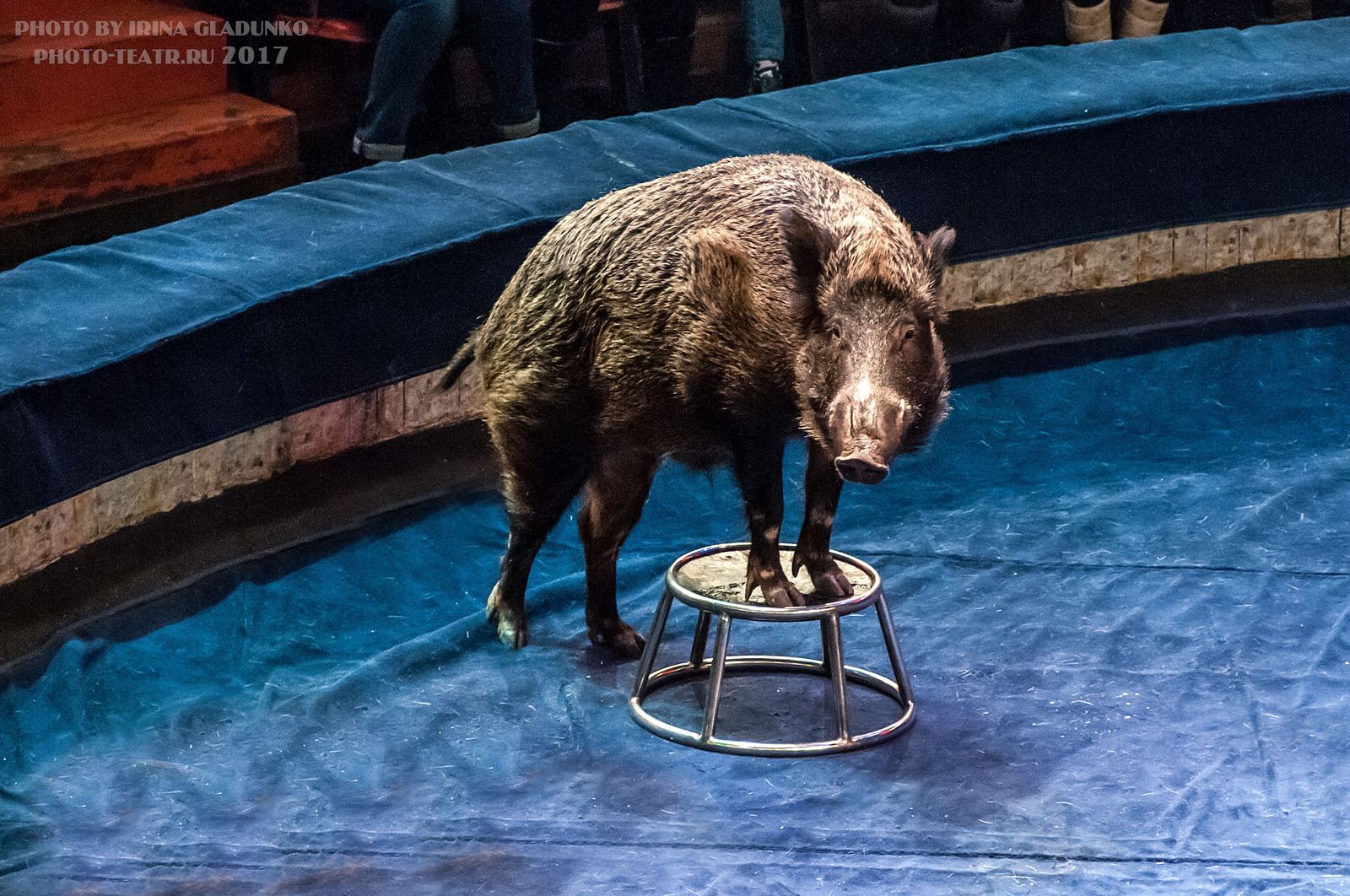 Boars. - My, Boar, Circus, , , Longpost, Pig