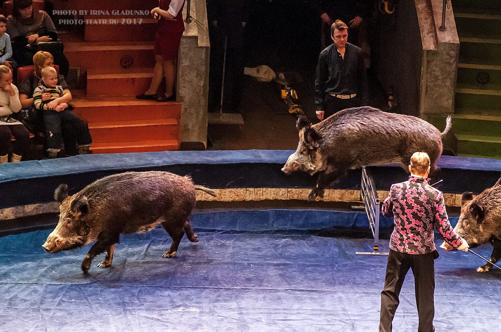 Boars. - My, Boar, Circus, , , Longpost, Pig