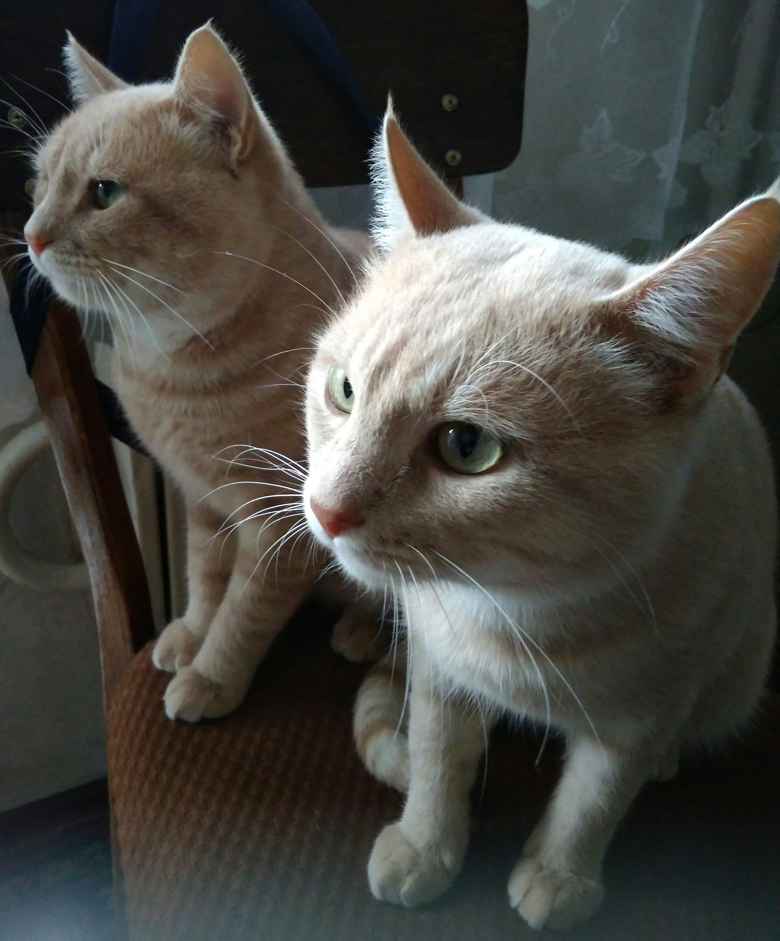 My cats - My, cat, , , Milota, Longpost