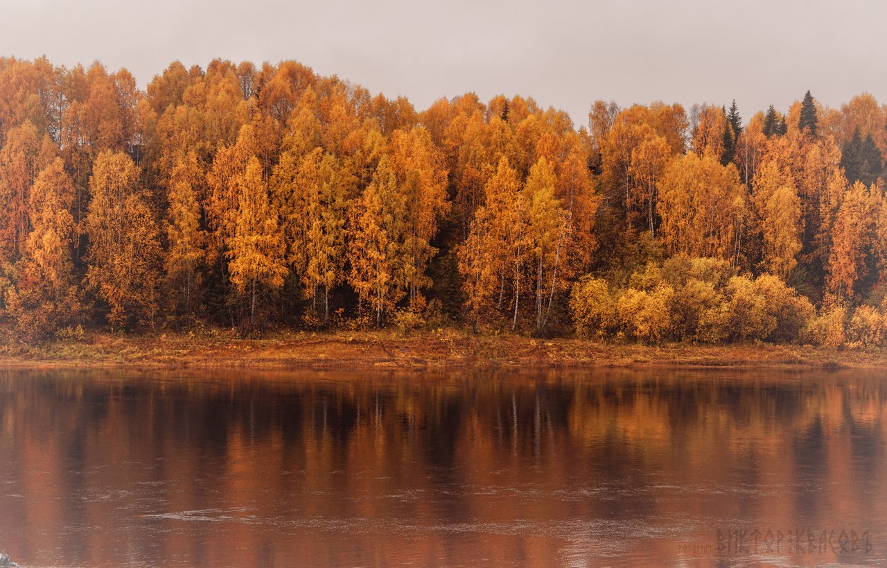 Autumn came, put a leaf on her shoulder and asked - for cognac? - Autumn, Moose calves, Longpost