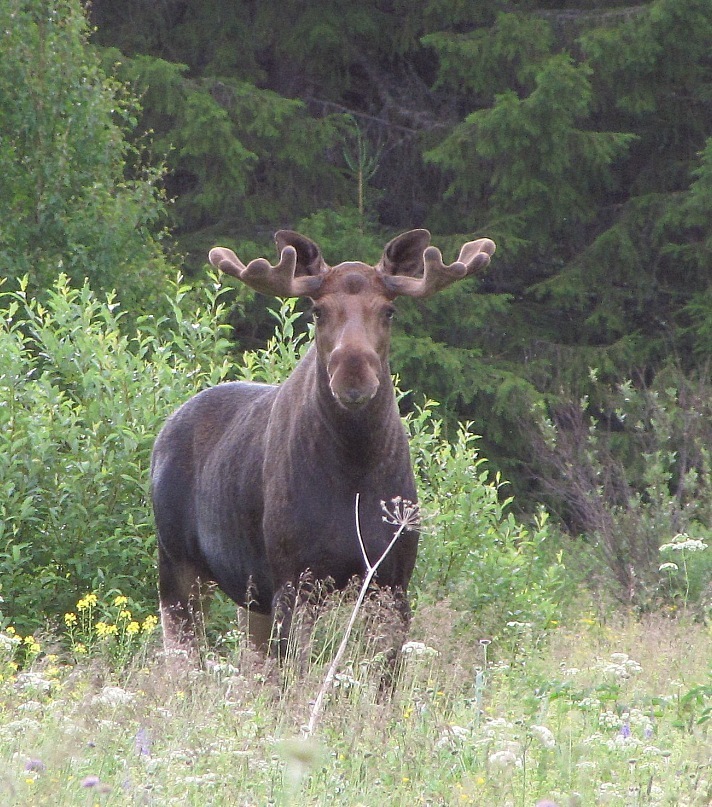 Autumn came, put a leaf on her shoulder and asked - for cognac? - Autumn, Moose calves, Longpost