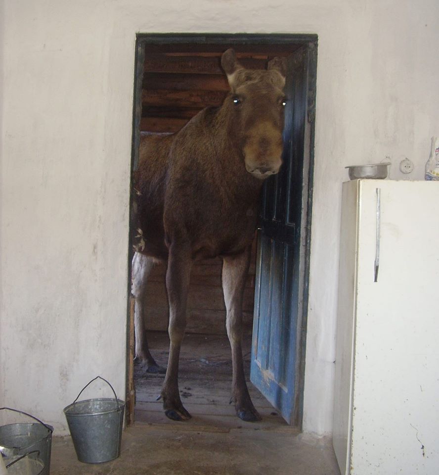 Autumn came, put a leaf on her shoulder and asked - for cognac? - Autumn, Moose calves, Longpost