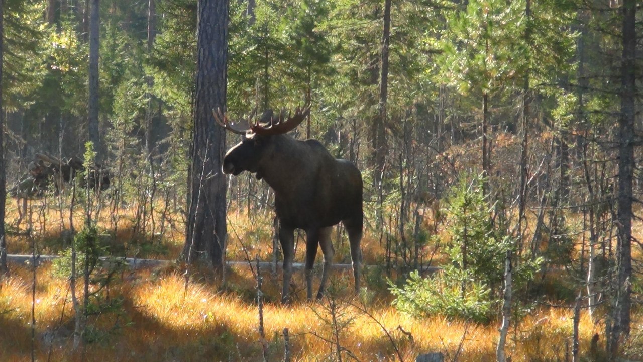 Autumn came, put a leaf on her shoulder and asked - for cognac? - Autumn, Moose calves, Longpost