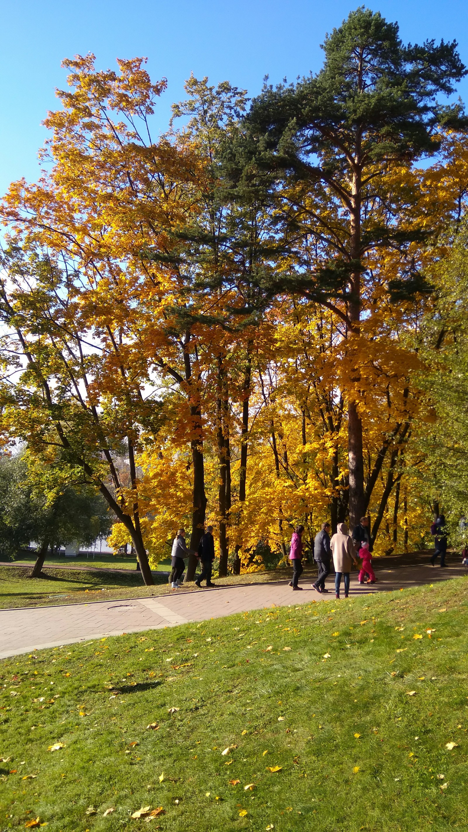 Golden autumn - My, Tsaritsyno, Longpost, Autumn, Xiaomi Mi Max