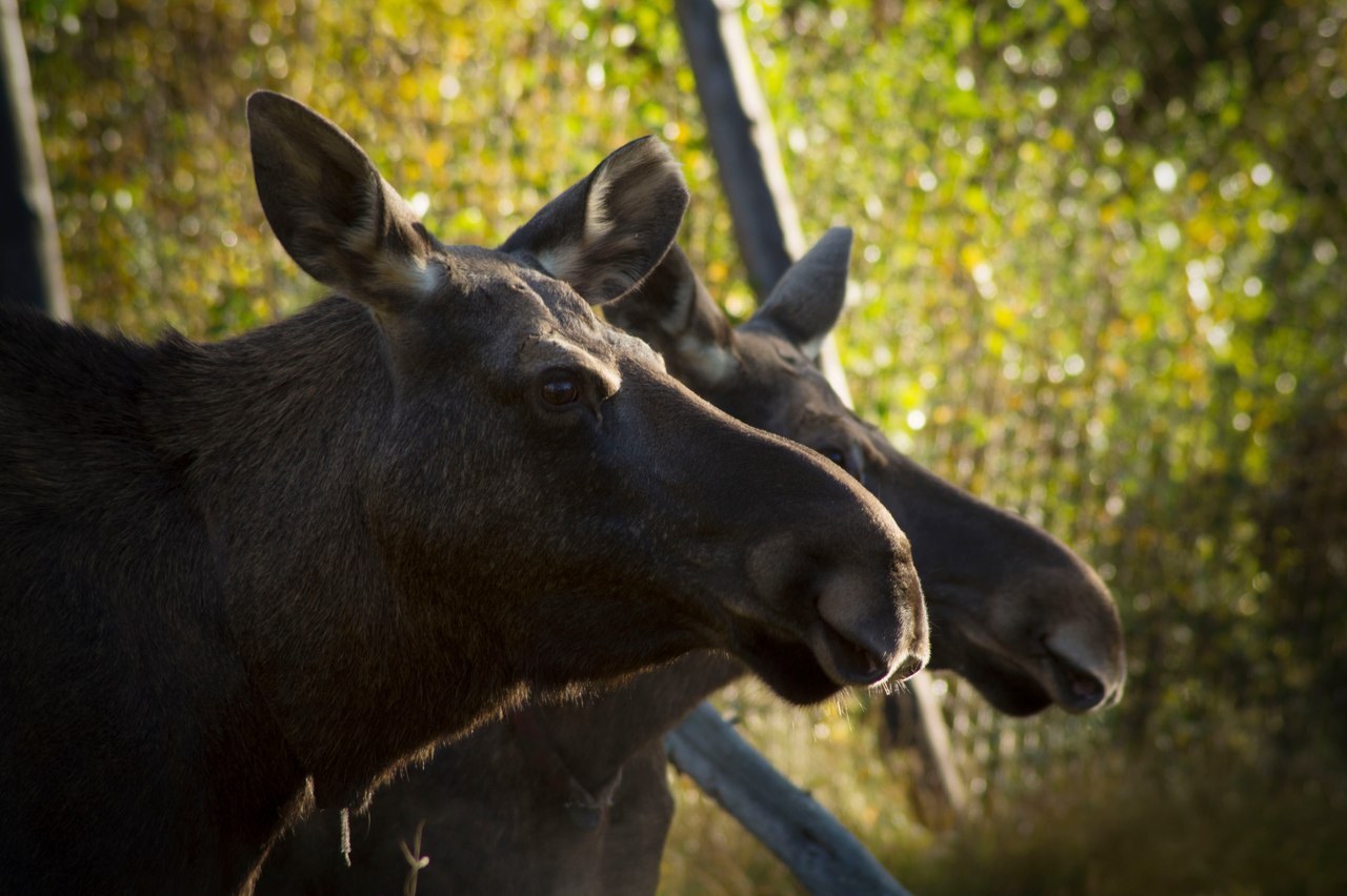 Autumn came, put a leaf on her shoulder and asked - for cognac? - Autumn, Moose calves, Longpost