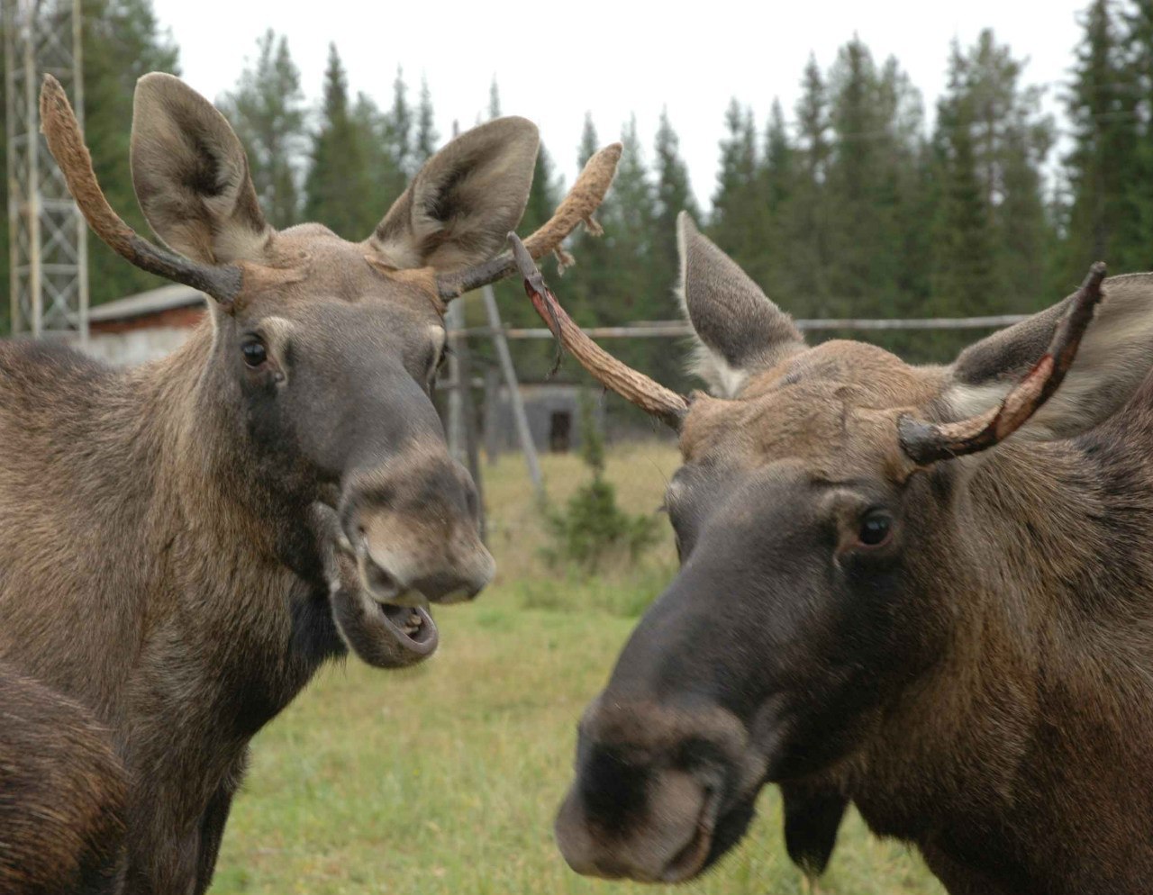 Autumn came, put a leaf on her shoulder and asked - for cognac? - Autumn, Moose calves, Longpost