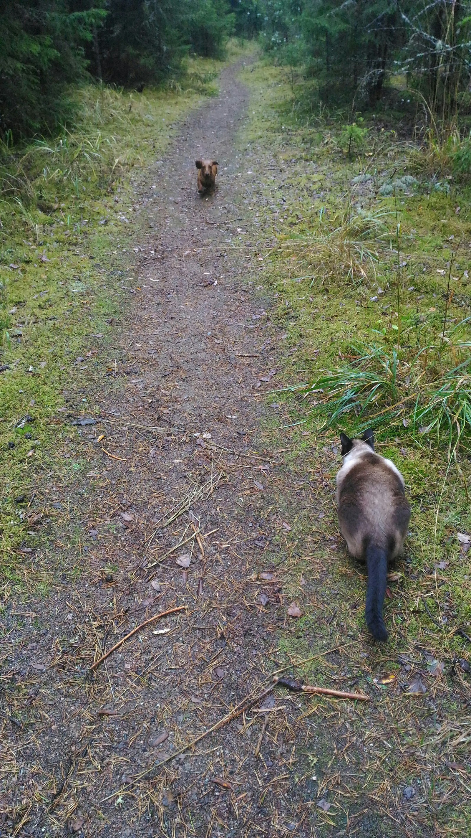 In ambush - My, cat, Dachshund, Forest