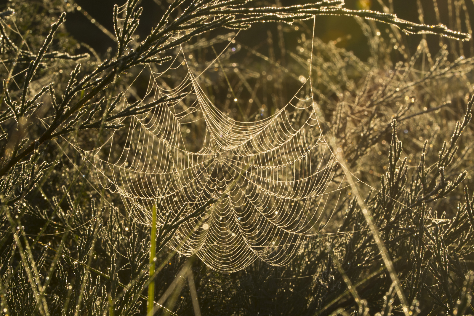 Trap - My, Web, Morning, Republic of Belarus, Minsk, Nikon