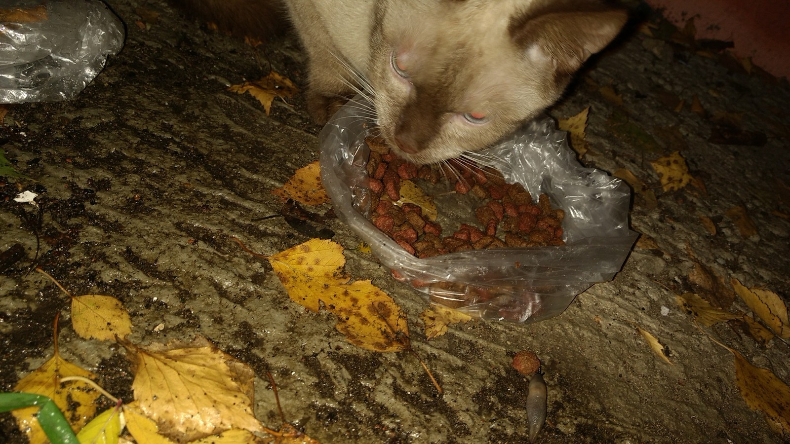 Again a cat, a Siamese boy. In Kotelniki, he is persistently looking for a home. - My, In good hands, cat, Siamese cat, Longpost, Kotelniki, Moscow