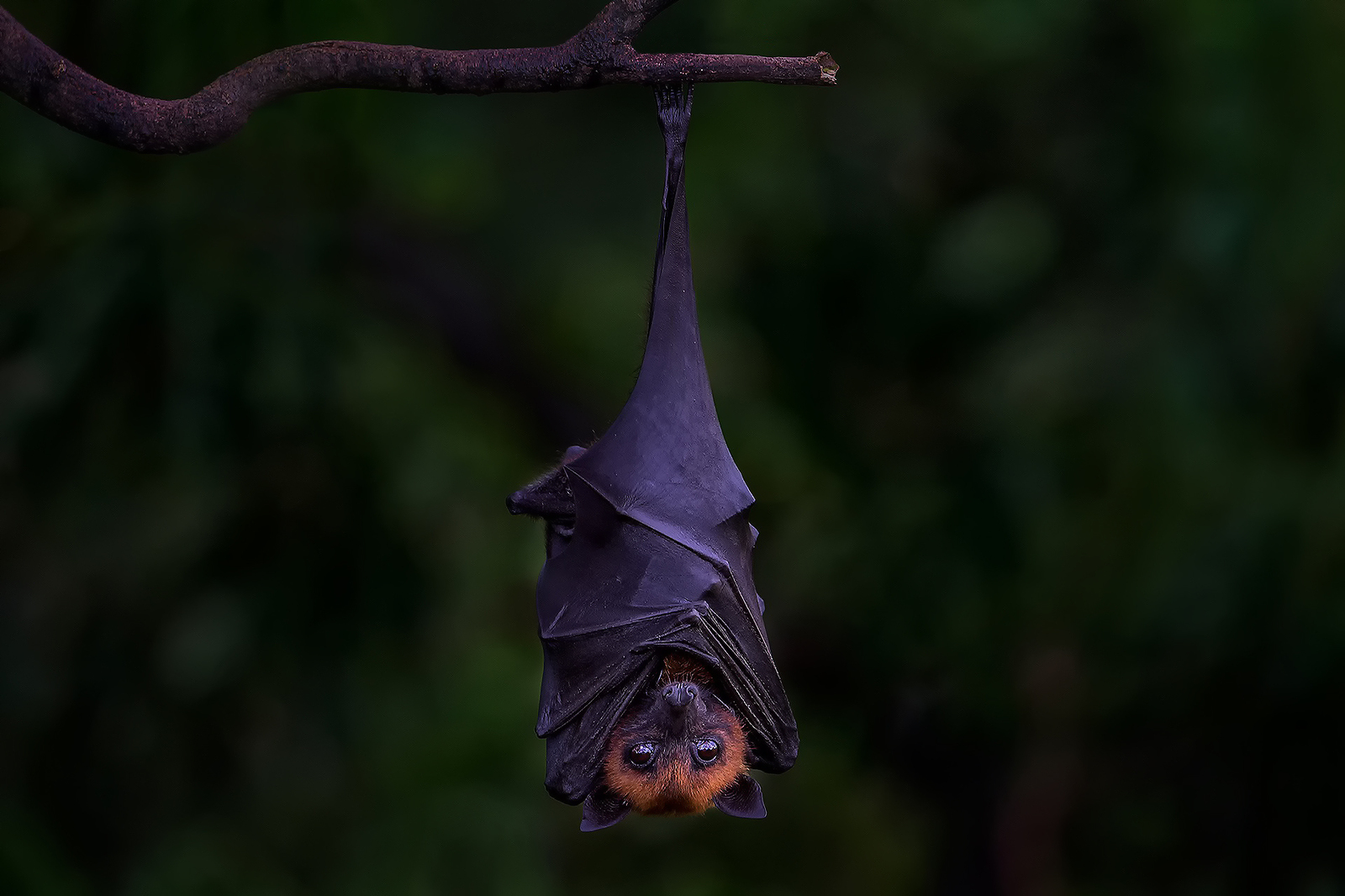 Flying fox - Bats, A selection, The photo, Longpost