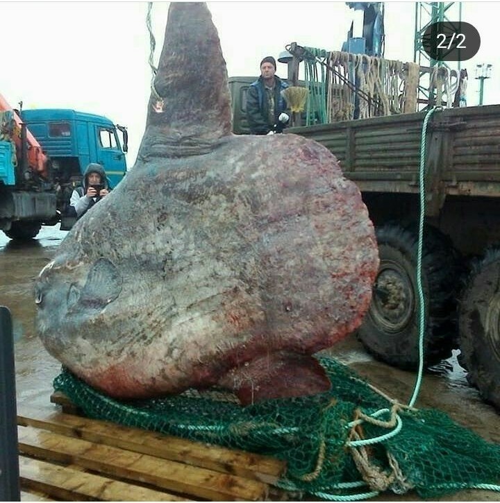 Moon fish caught in fishermen's nets in Kamchatka - Monster, Kamchatka, Amazing, Fish Moon