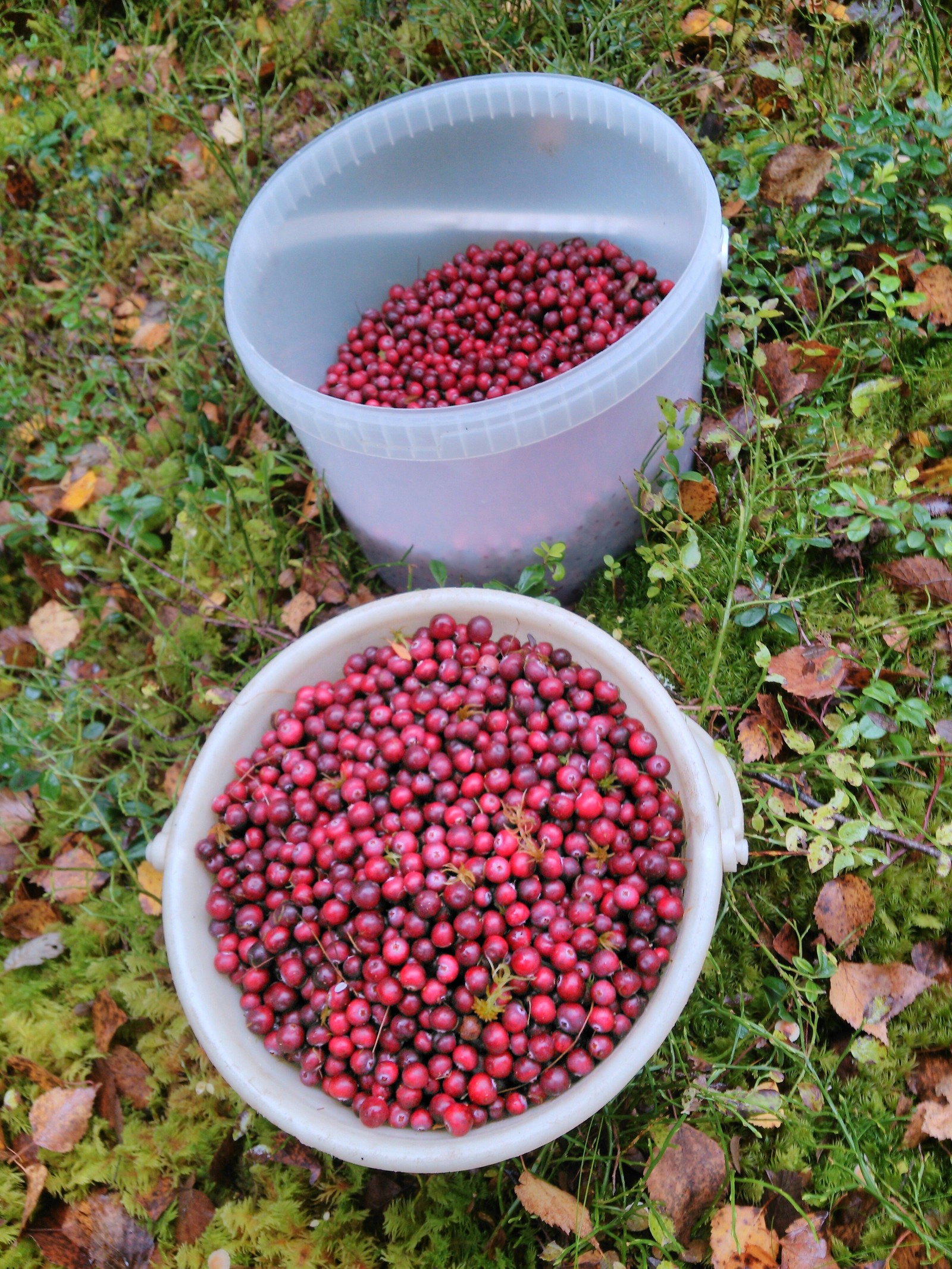 Collecting cranberries in the swamps - Cranberry, Карелия, Autumn, Longpost