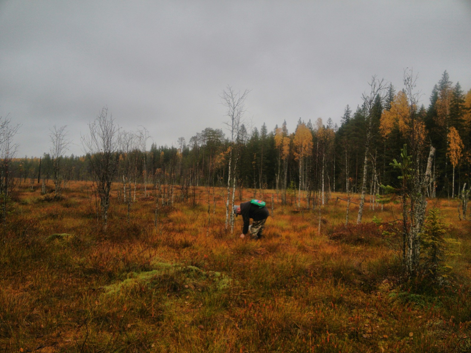 Collecting cranberries in the swamps - Cranberry, Карелия, Autumn, Longpost