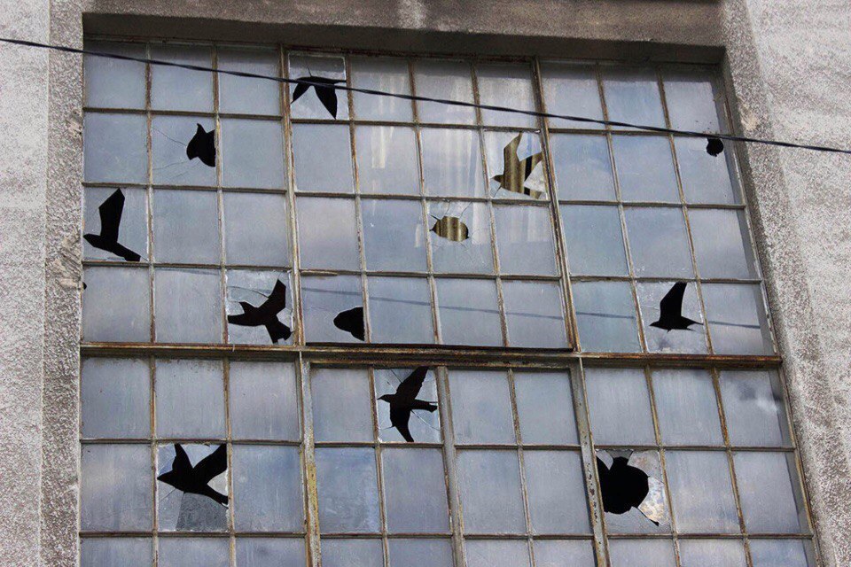 How so? - , Window, Humor, Birds