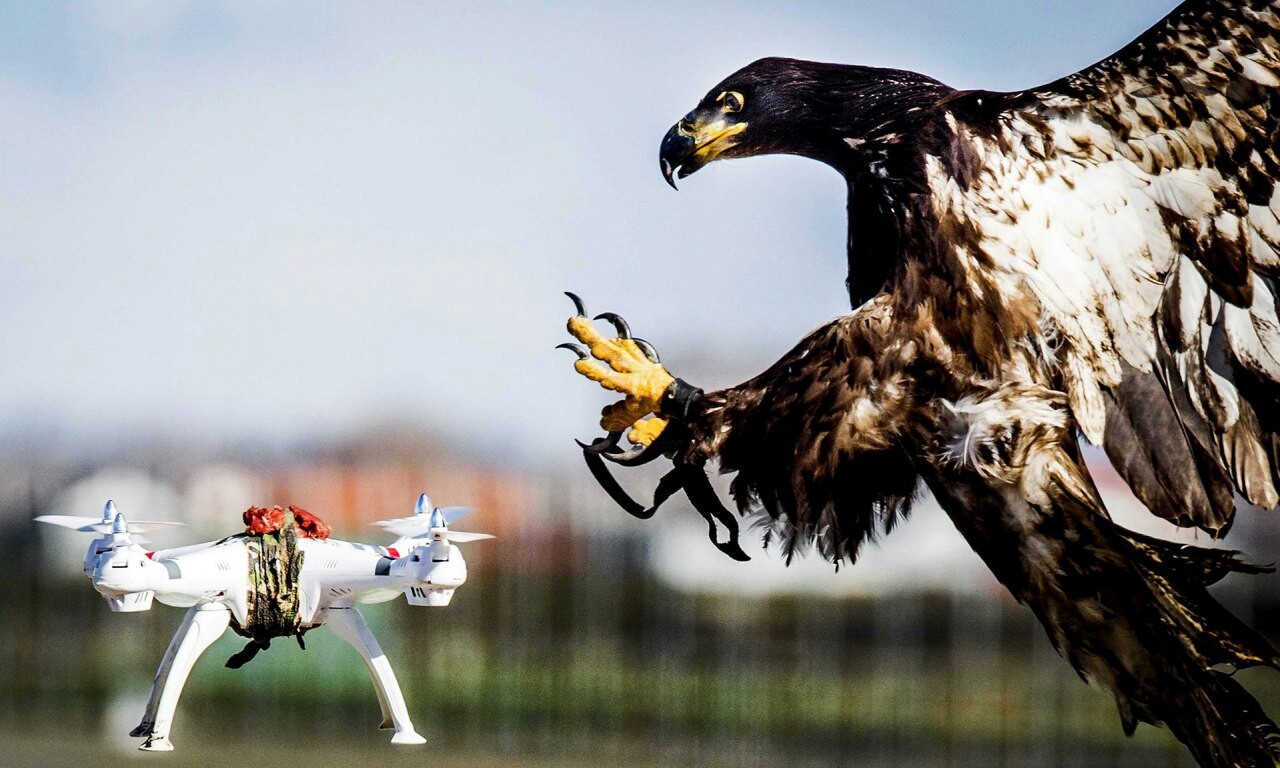 Fight against drones - Drone, Eagles, Netherlands, Police, Netherlands (Holland)