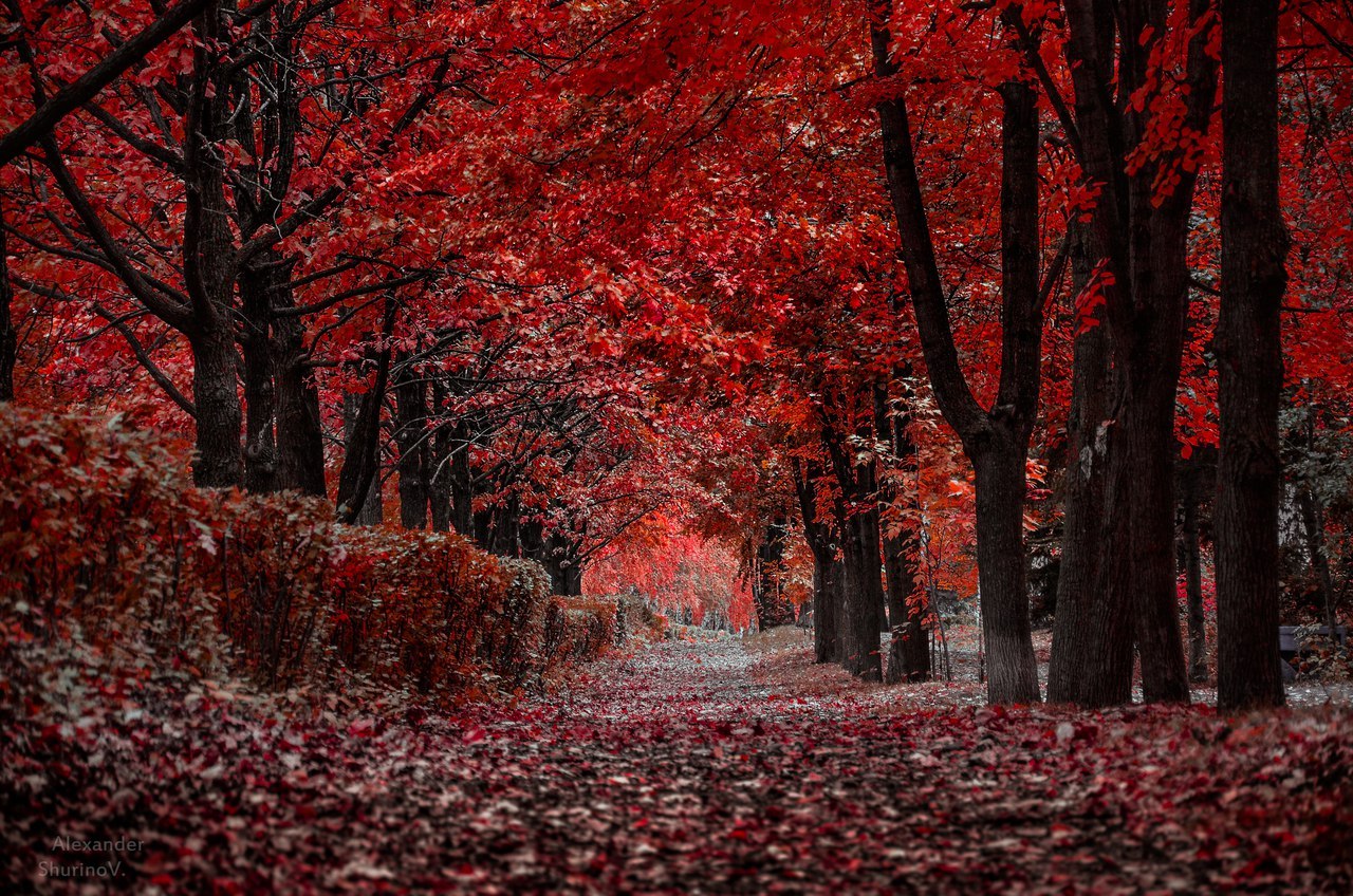 Autumn in Ulyanovsk. - Autumn, Beauty contest, Russia, Longpost