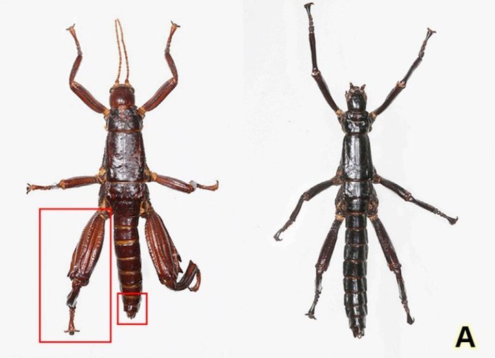 Found an insect that was considered extinct for almost 100 years - Insects, Stick insect, The science, Entomology, Paleonews, Copy-paste