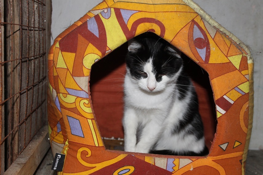 Another pet of Kotoland has found a home! - My, cat, , Shelter, Cotoland, Lipetsk, Kindness, Help, Longpost, Found a home, Shelter Cotoland