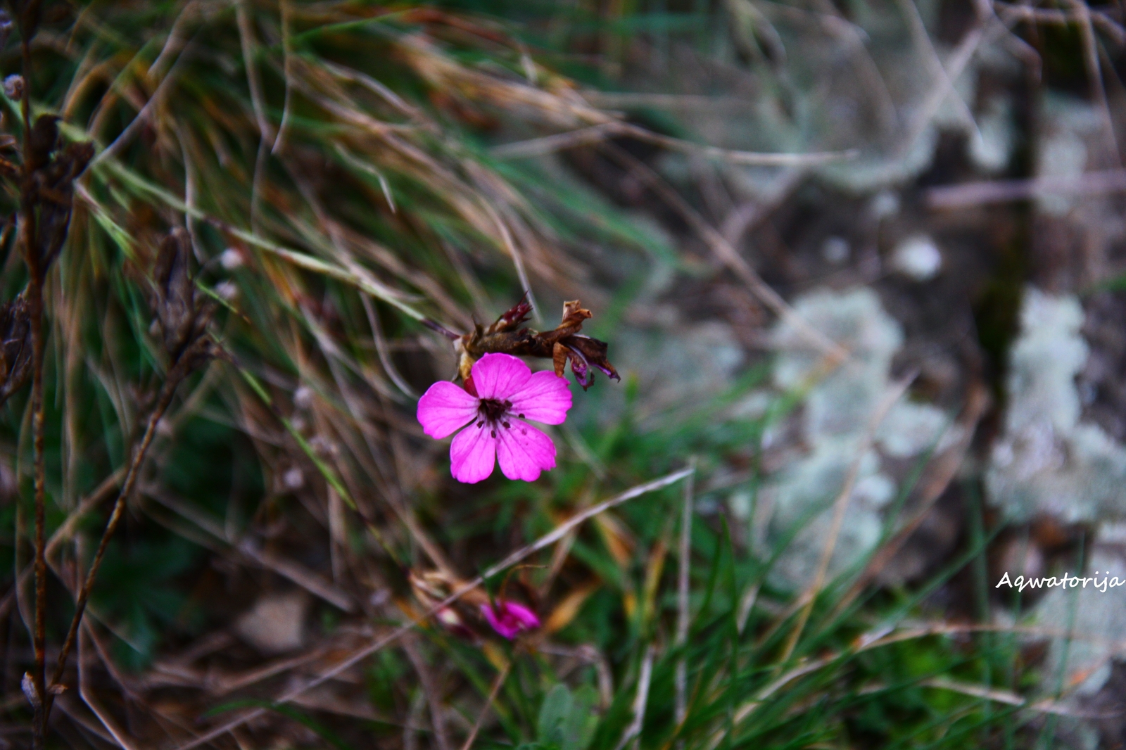 A little bit of autumn for those who have it over - My, The photo, Autumn, Longpost