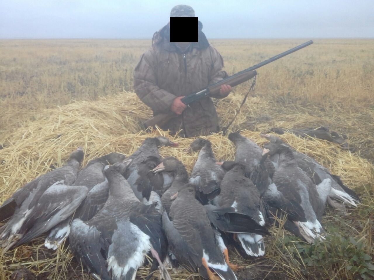 Hunting in Kazakhstan. Akmola region - My, Hunting, Гусь, Longpost