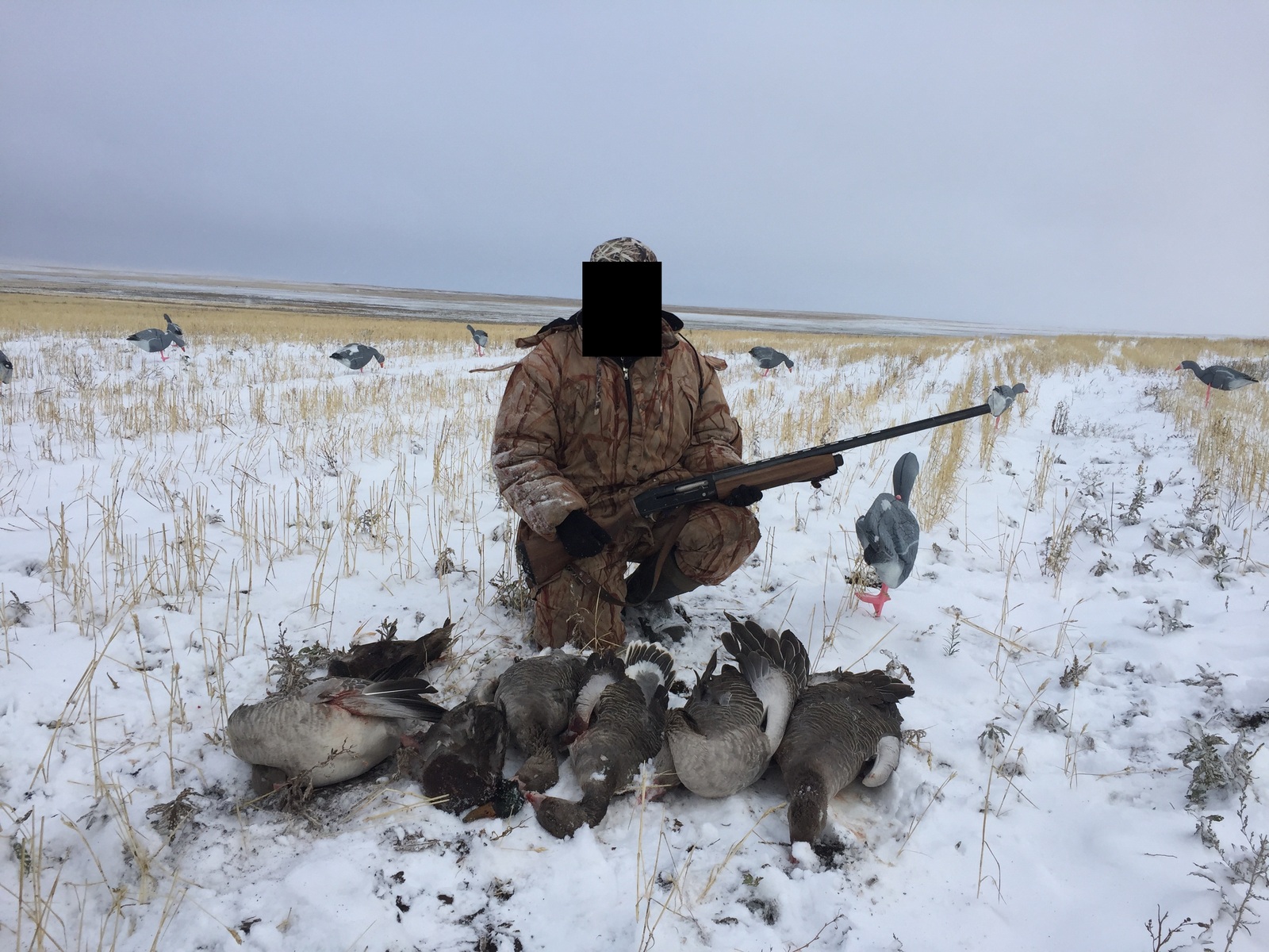 Hunting in Kazakhstan. Akmola region - My, Hunting, Гусь, Longpost