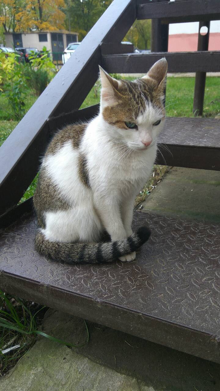 Young noblewoman looking for a home - My, Looking for a home, Help, In good hands, cat, Longpost, Moscow, Ryazan, Railway, Zheleznodorozhny city