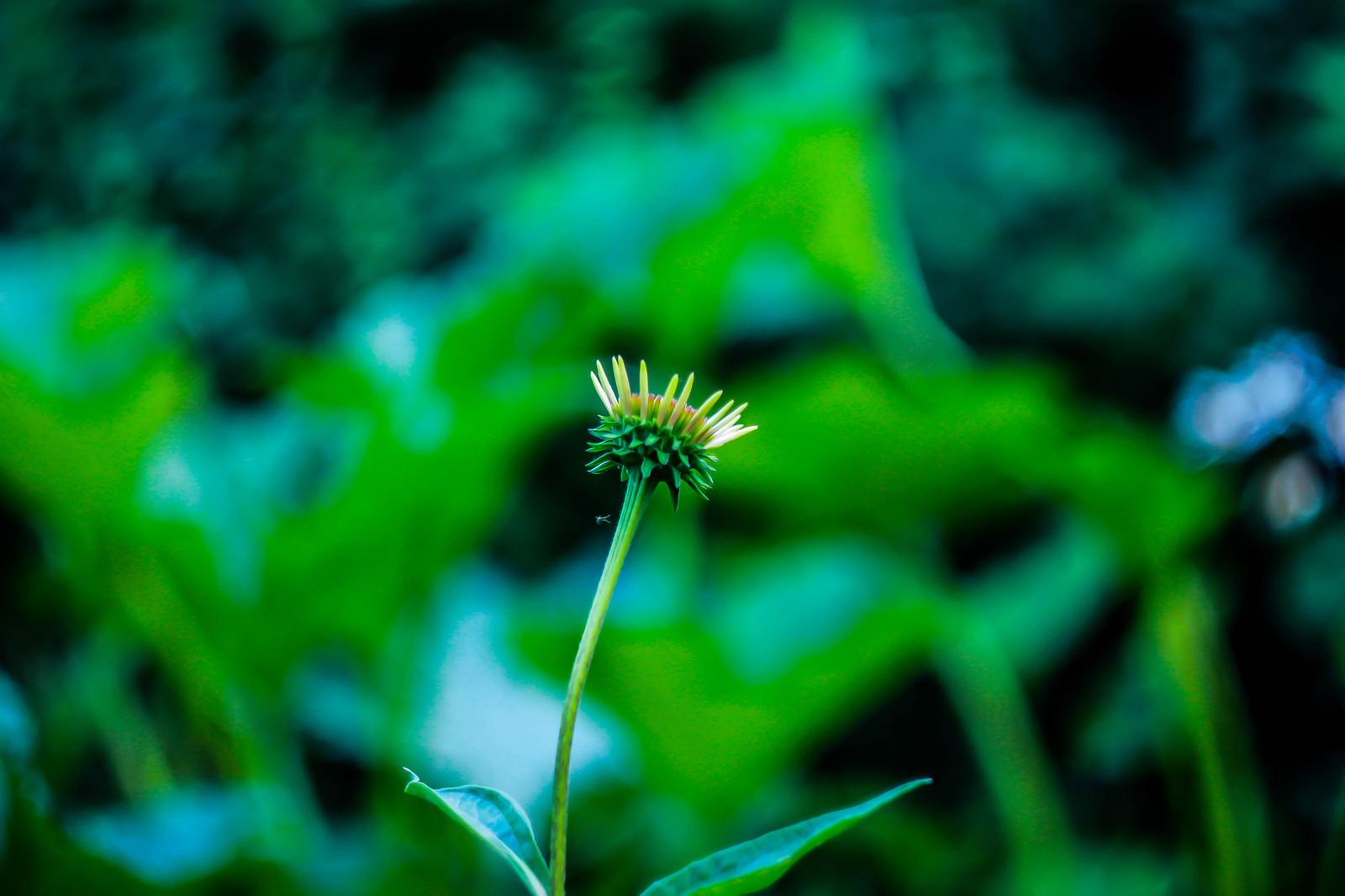 Macro flora. - My, The photo, Closeup, Macro photography, Macro rings, Nature, Amandilian, Longpost