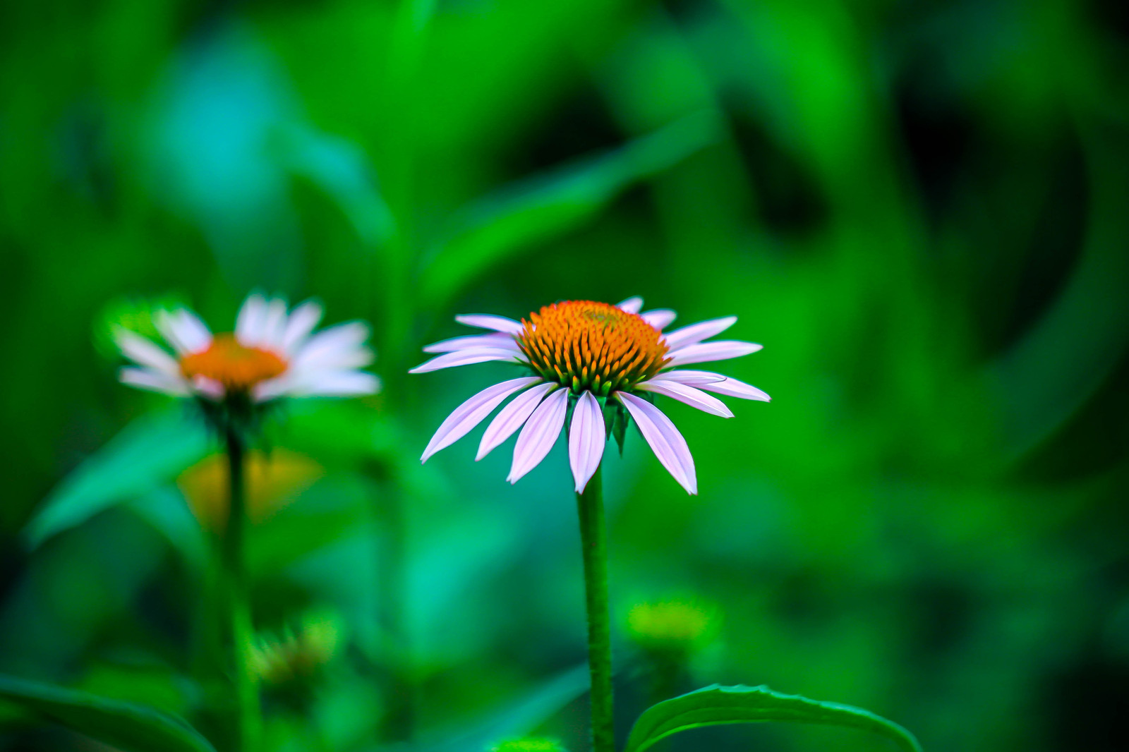 Macro flora. - My, The photo, Closeup, Macro photography, Macro rings, Nature, Amandilian, Longpost