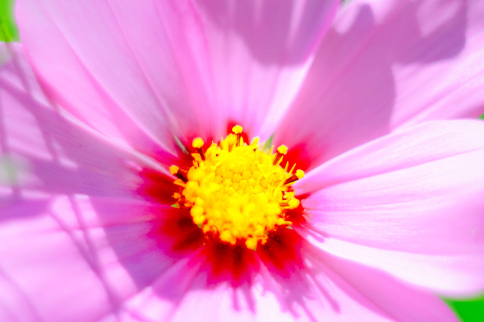 Macro flora. - My, The photo, Closeup, Macro photography, Macro rings, Nature, Amandilian, Longpost