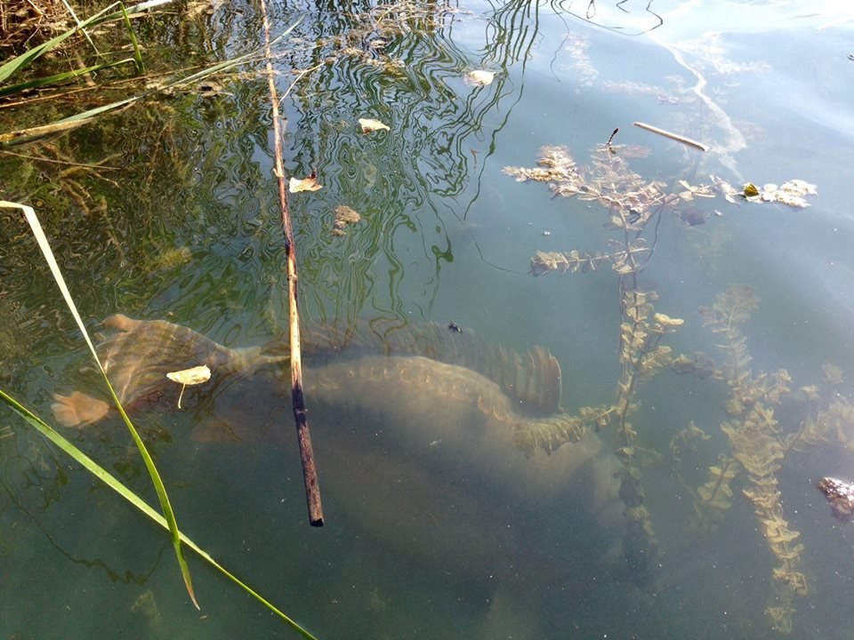 carp - Carp, A fish, Lake