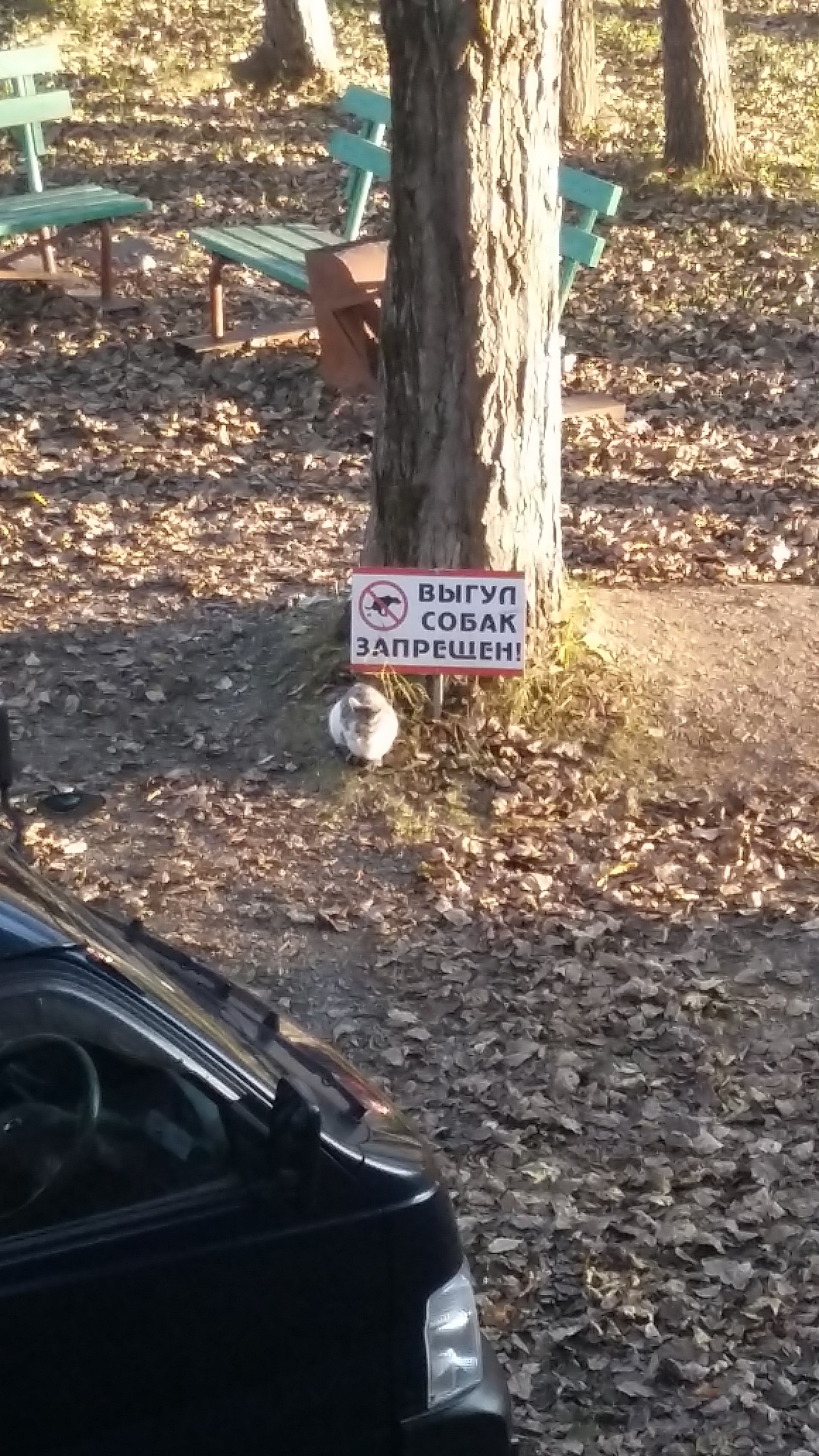 It's probably safe... - My, cat, Табличка, Safety