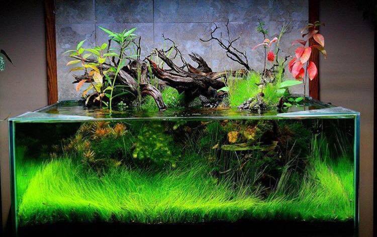 Overgrown, but still a pretty 760 liter herbalist. Without fish. - Aquascape, Aquarium