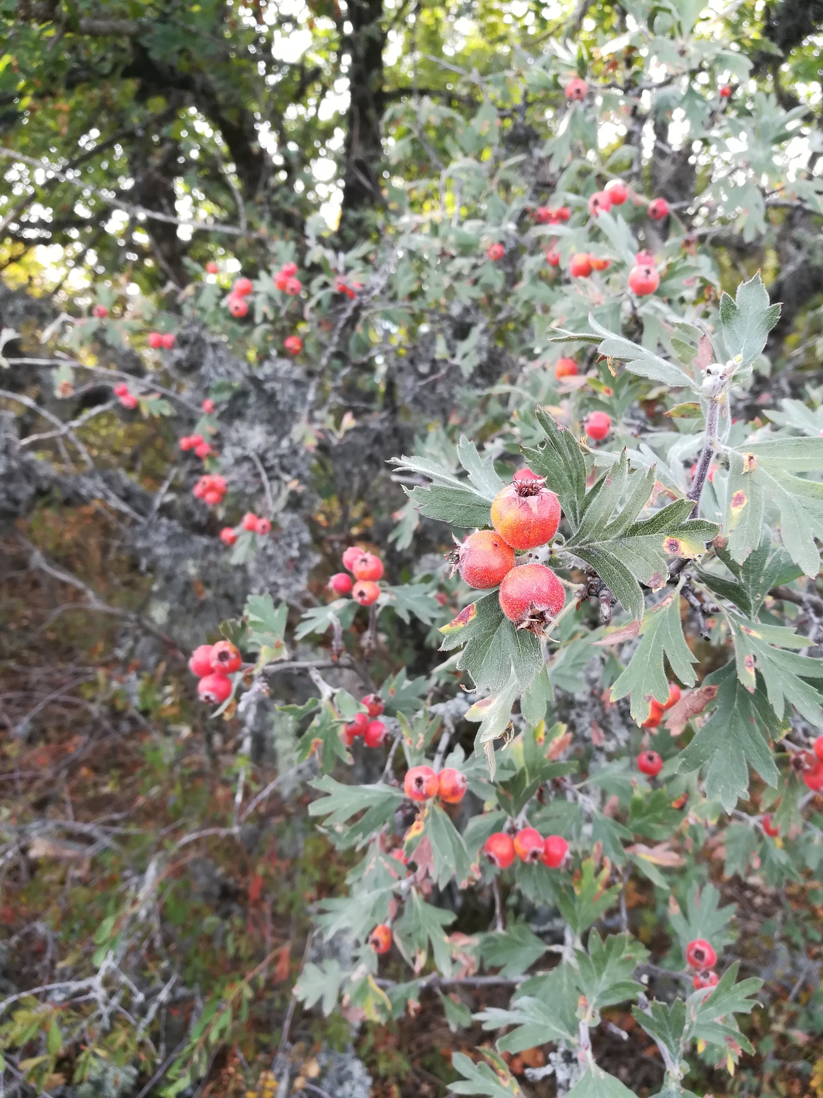 It is impossible to die of hunger in autumn in Crimea - My, Harvest, Crimea, Autumn, Berries, Yummy, Dogwood, Grape, Longpost