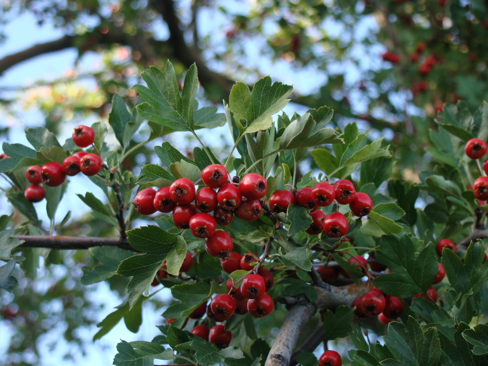 It is impossible to die of hunger in autumn in Crimea - My, Harvest, Crimea, Autumn, Berries, Yummy, Dogwood, Grape, Longpost