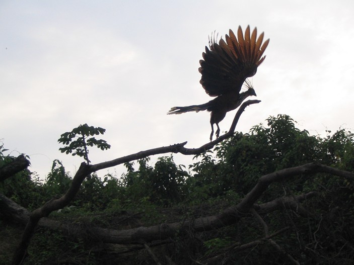 Strange bird hoatzin - Hoatzin, Birds, Ornithology, Copy-paste, The science, Biology, Nature, Video, Longpost