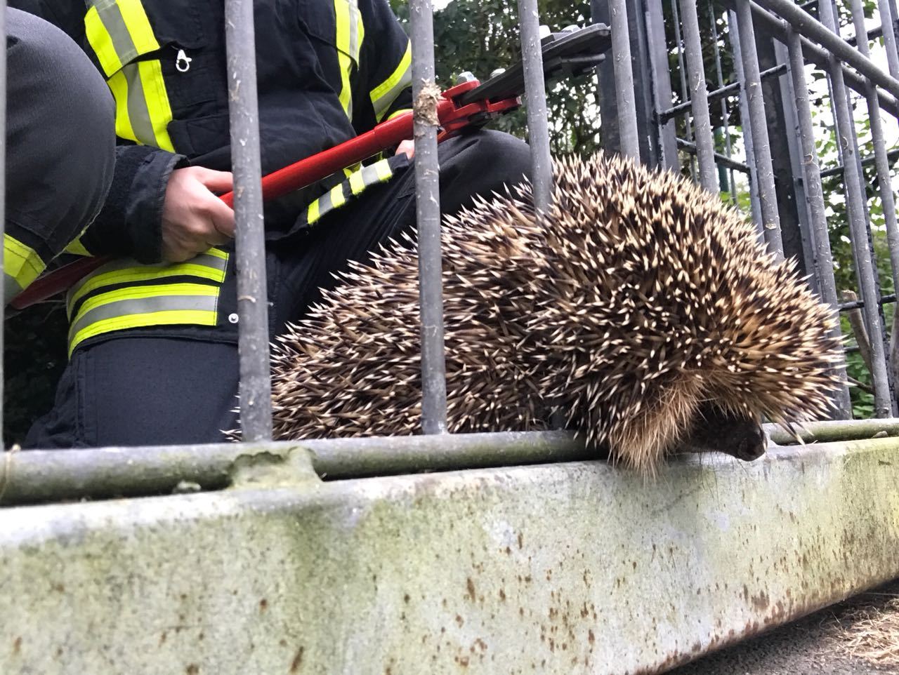 He has paws - Hedgehog, Germany, news, Animal Rescue, The bayanometer is silent, Longpost