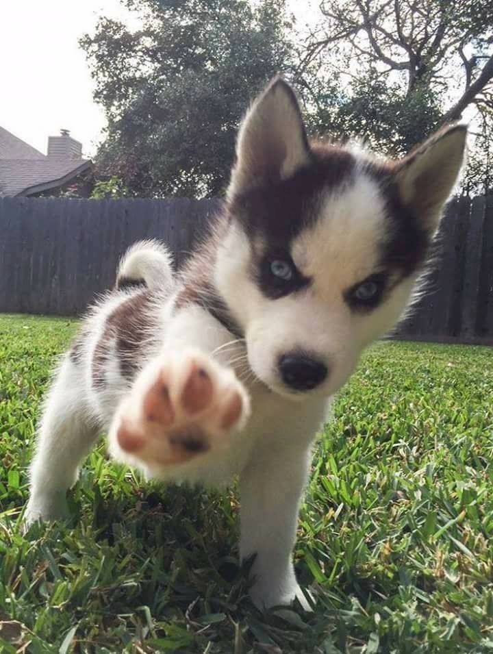 Milota - Puppies, Husky, High five, Dog