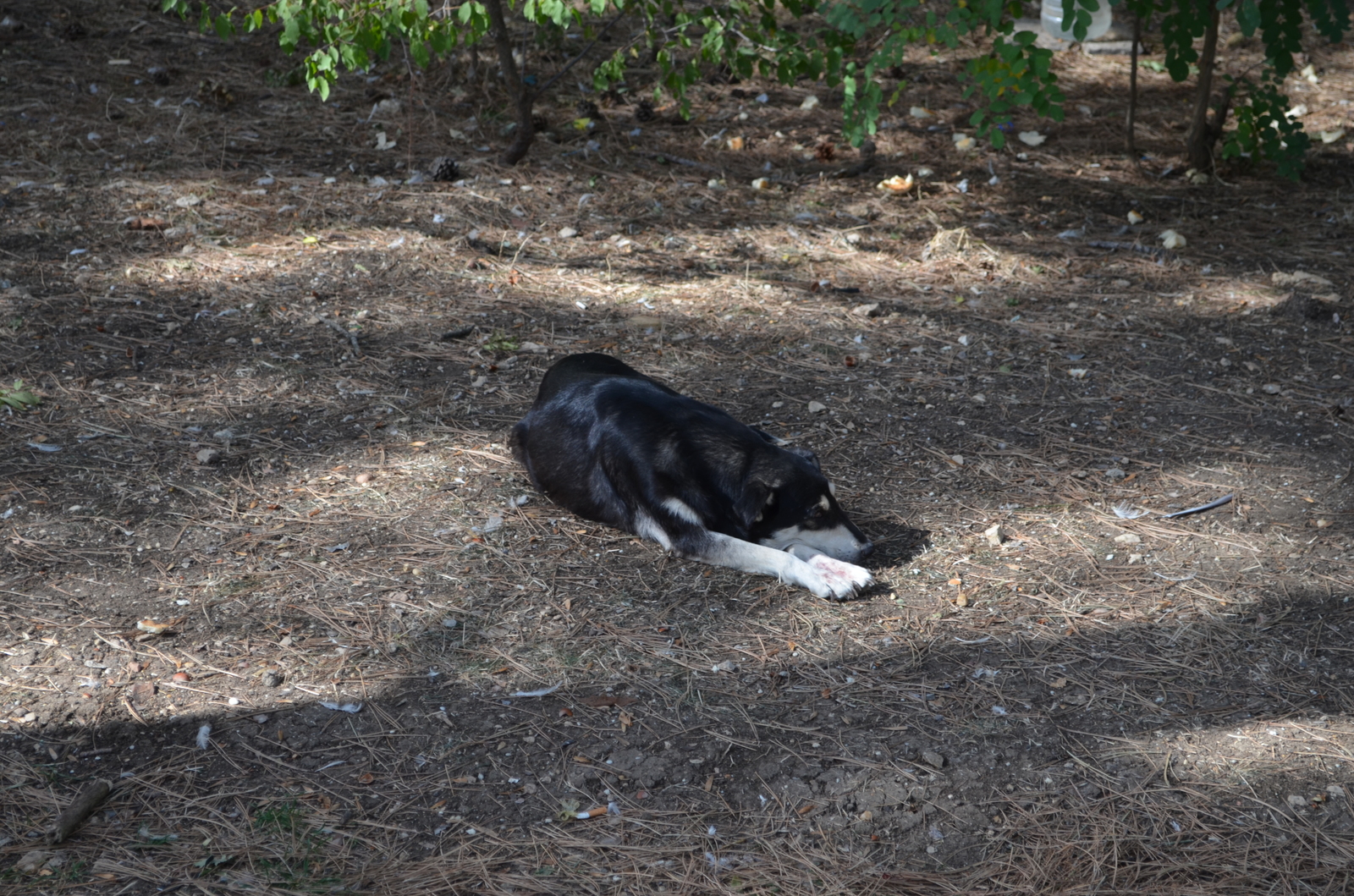 Sleepy kingdom. - My, Dog, Dream, , The photo, Sapun Mountain, Sevastopol, Video, Longpost