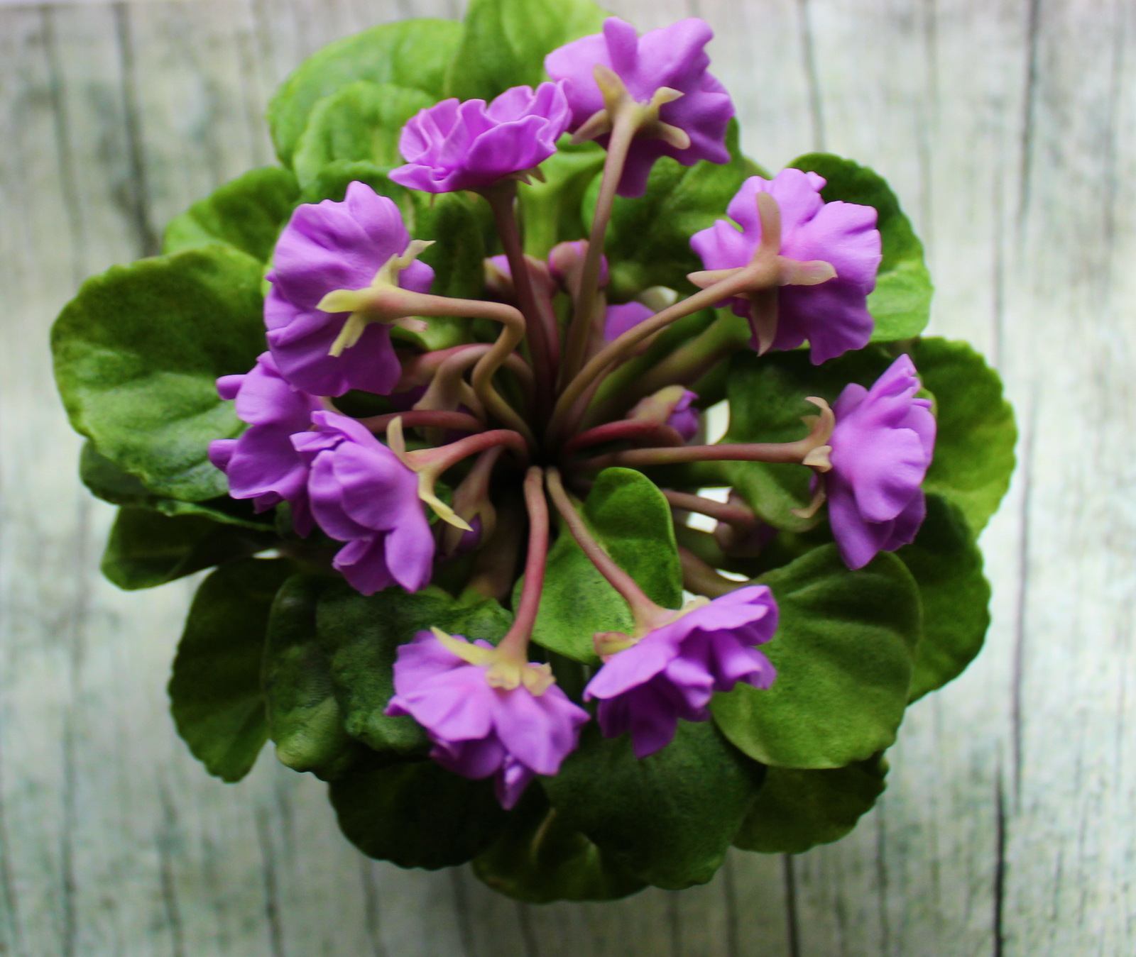 Комнатная фиалка из полимерной глины | Пикабу