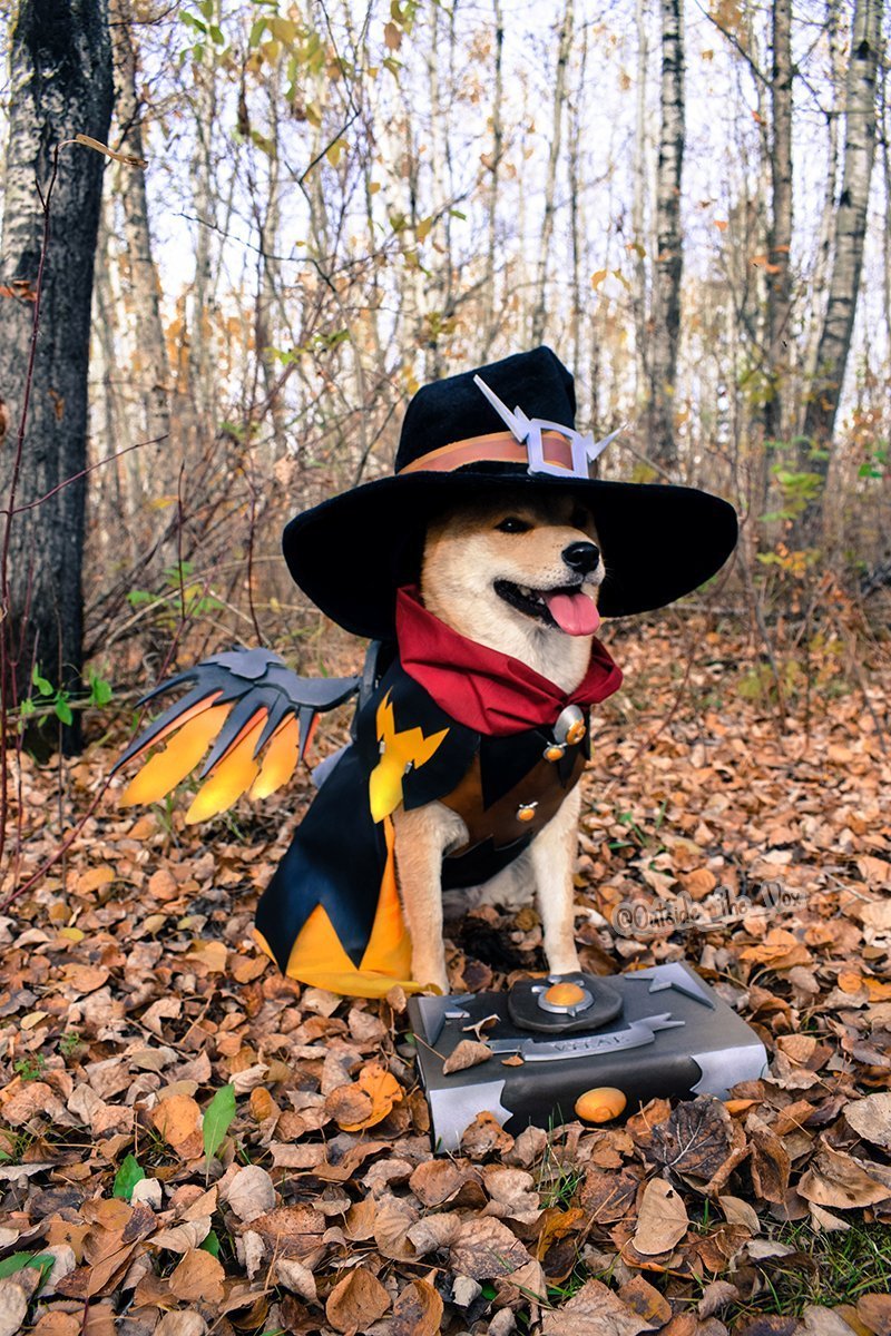 Everyone's favorite cosplay dog ??again - Witch Mercy ^_^ - Overwatch, Cosplay, Mercy, Dog, Inu, Longpost