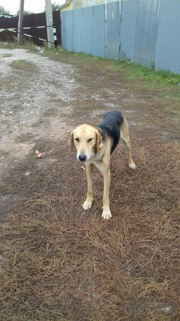 Found a dog - My, Lost, Help, Found a dog, Longpost