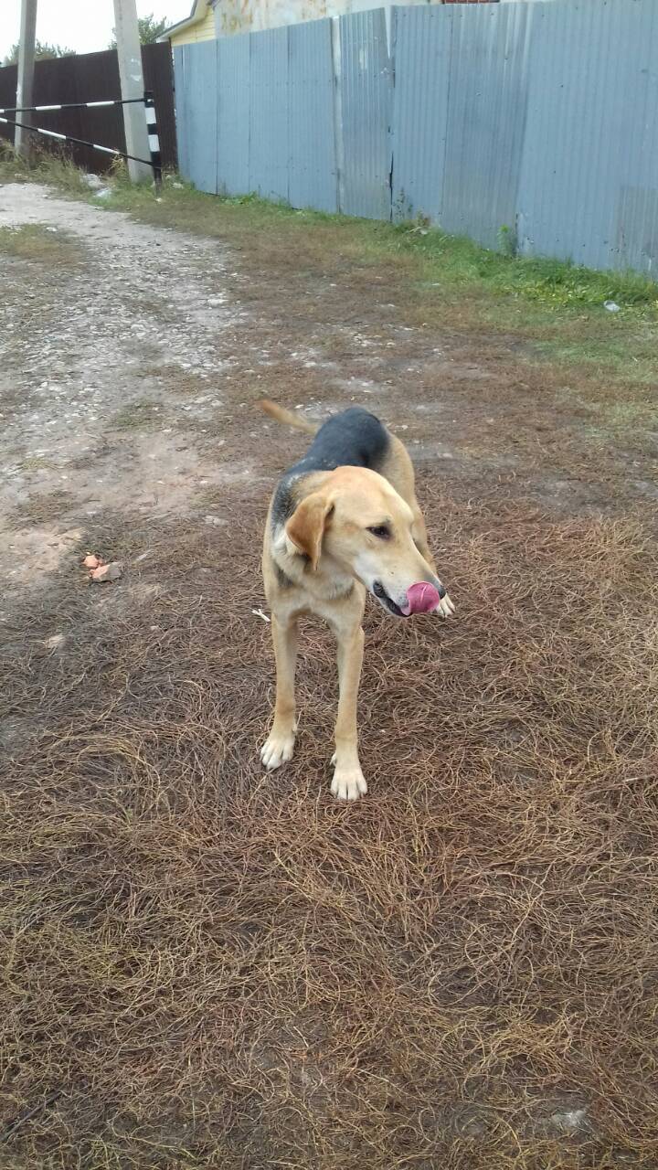 Found a dog - My, Lost, Help, Found a dog, Longpost