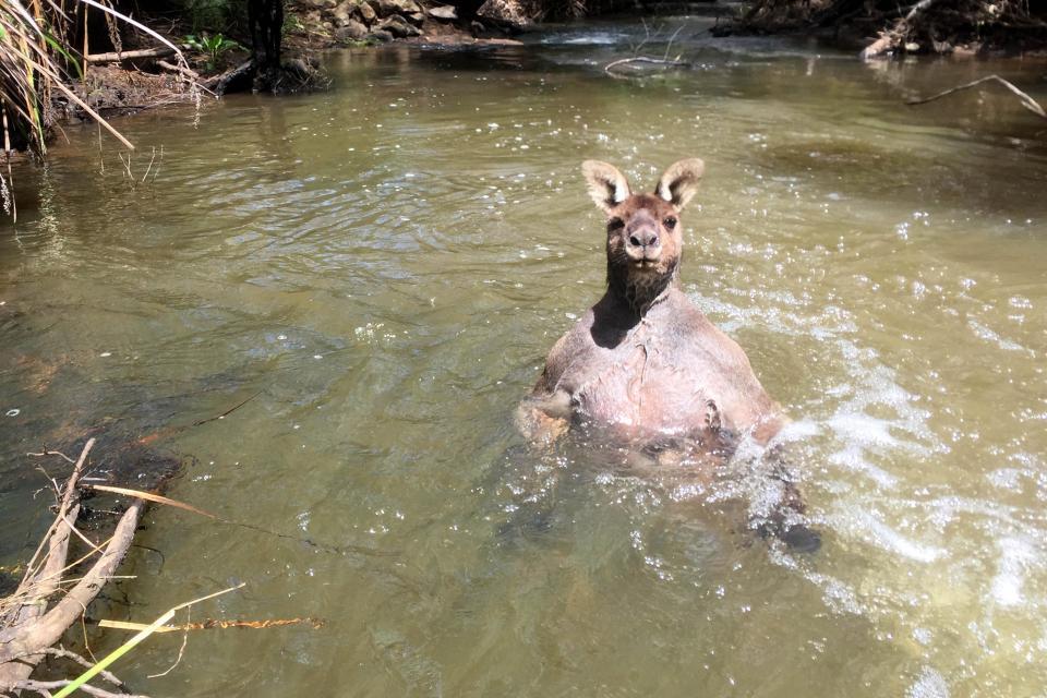 An unexpected meeting: a guy with a dog and a jock kangaroo in the river - Australia, Kangaroo, Jock, Longpost