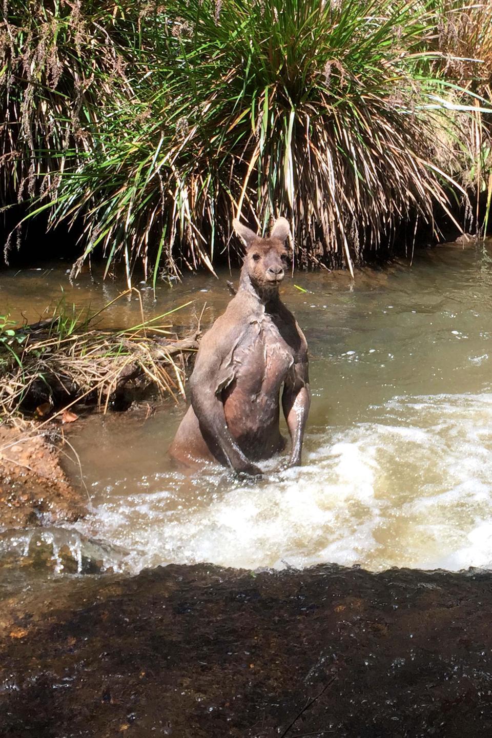 An unexpected meeting: a guy with a dog and a jock kangaroo in the river - Australia, Kangaroo, Jock, Longpost