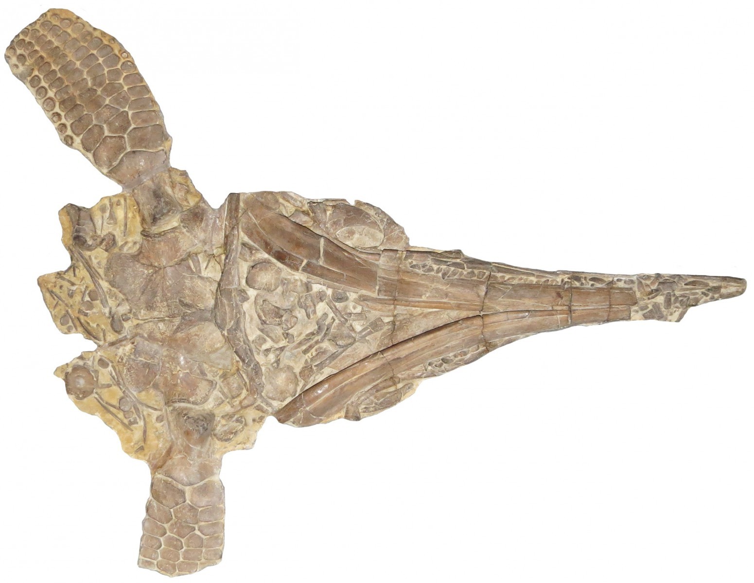 Protoichthyosaurs - were or were not? - Paleontology, news, Copy-paste, Ichthyosaurs, Longpost