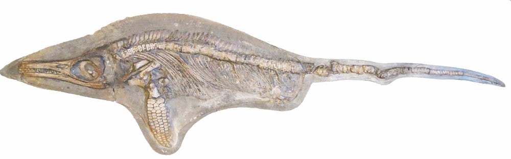 Protoichthyosaurs - were or were not? - Paleontology, news, Copy-paste, Ichthyosaurs, Longpost