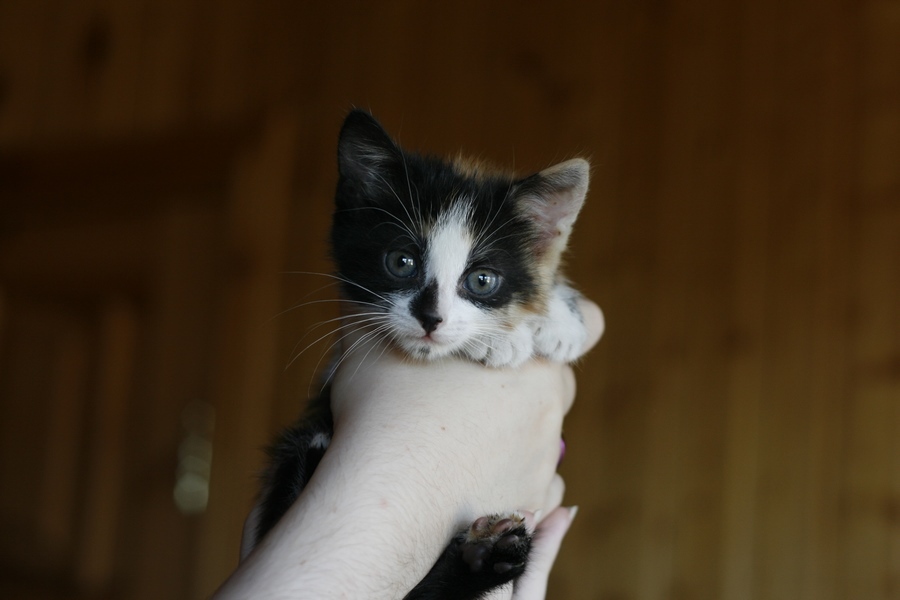 Kittens multi-colored - My, cat, , In good hands, , Longpost, Moscow