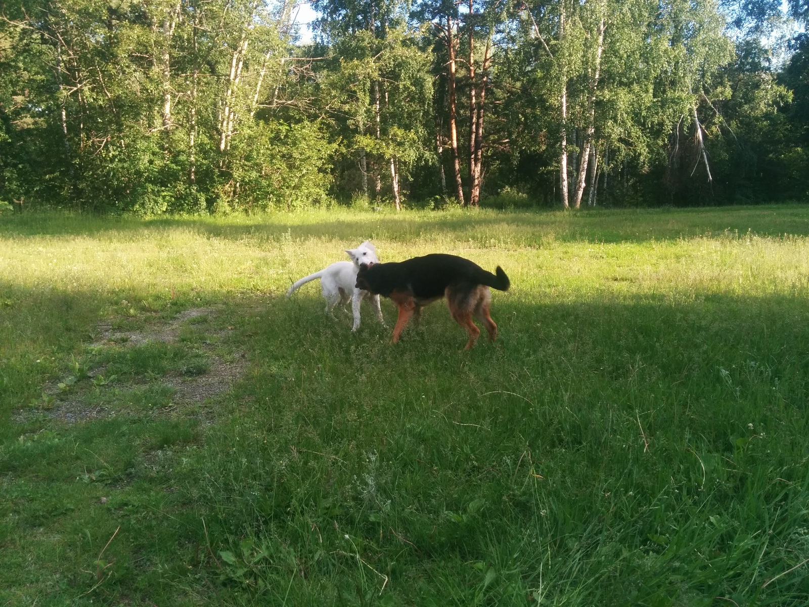 My Before and After - My, , Dog, It Was-It Was, White swiss shepherd, Longpost