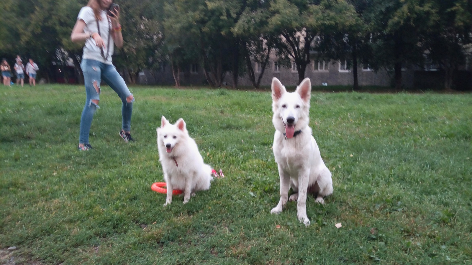 My Before and After - My, , Dog, It Was-It Was, White swiss shepherd, Longpost